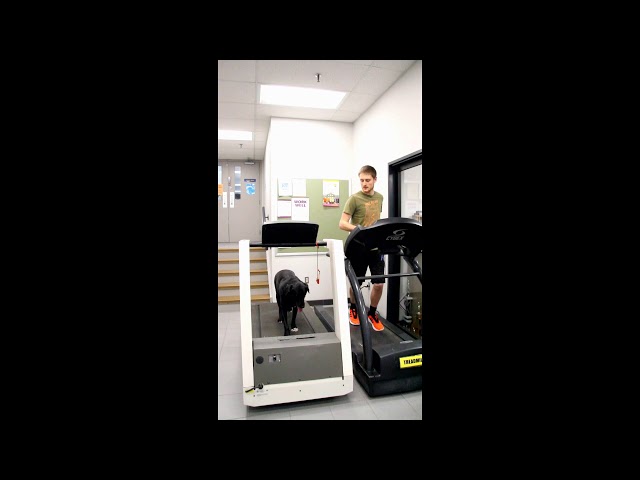 Langille Athletic Centre's newest treadmill