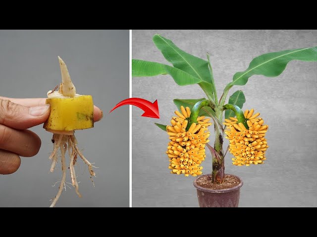 SUPER SPECIAL TECHNIQUE for propagating bananas with BEER, super fast growth