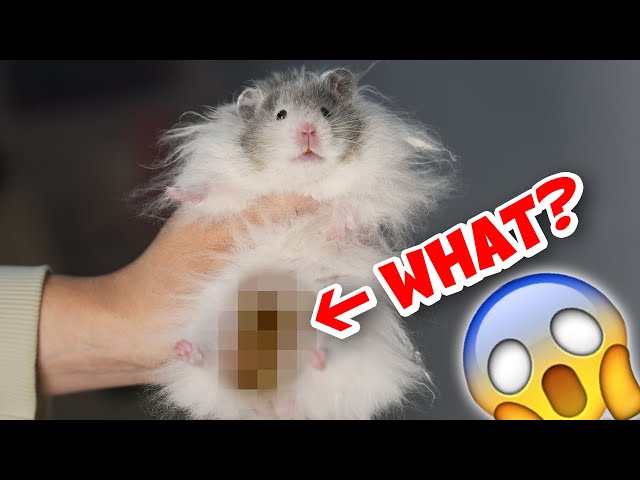 My Hamster Has Wet Tail !! What to Do