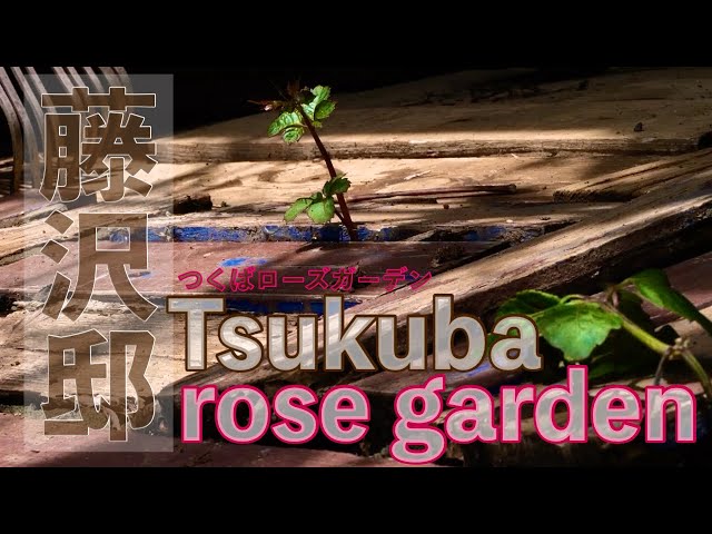 【private residence】つくばローズガーデン藤沢邸 Tsukuba Rose Garden Fujisawa #rose #garden #ばら#つくばローズガーデン