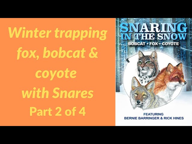 Snaring in the Snow part 2 of 4