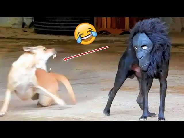 Oh No! Scared Dogs Reacting To Weird Things - Try Not To Laugh | Pets Island