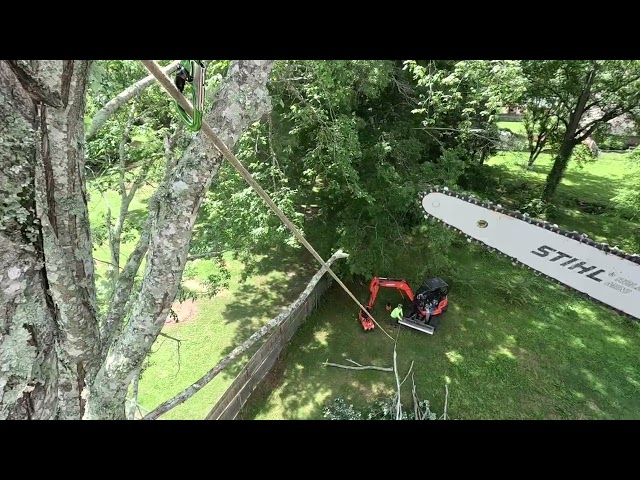 A rather large maple tree removal