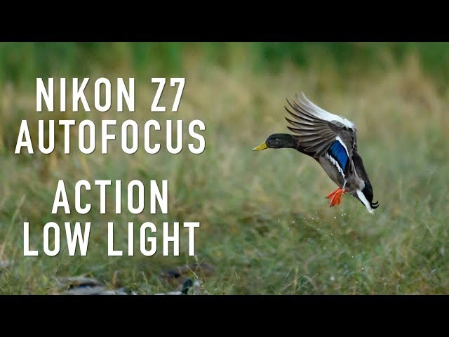 Nikon Z7 Autofocus for Action and Low Light