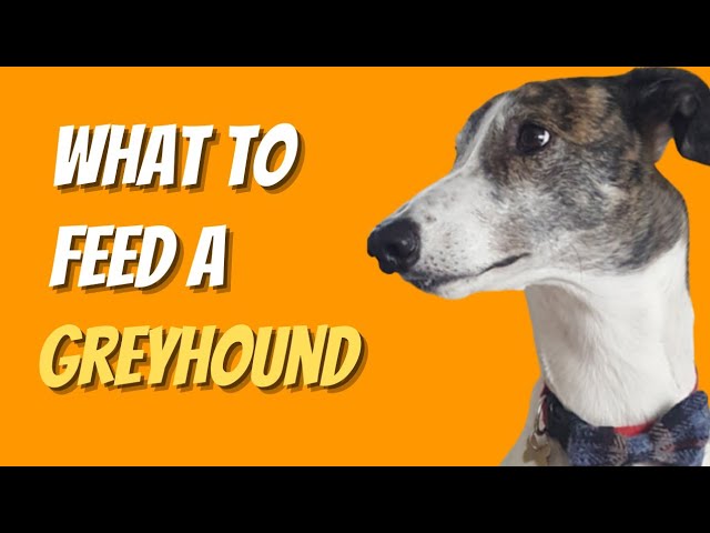 What to feed a Greyhound