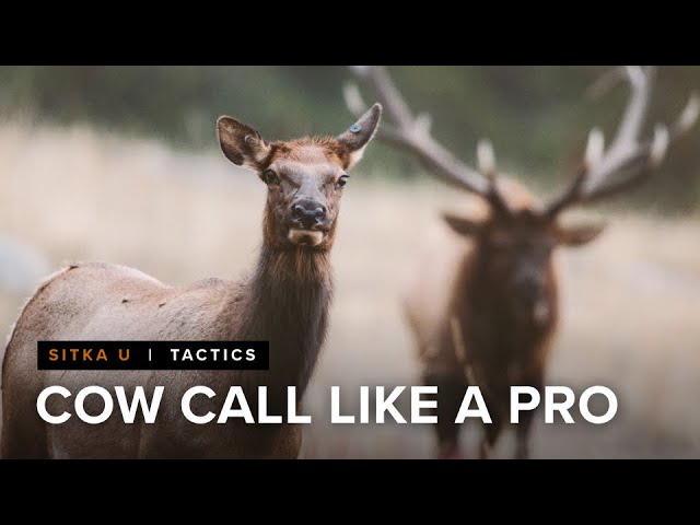 How to Boost the Realism of Your Elk Call