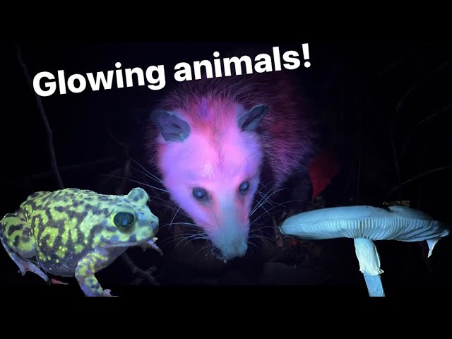 Fluorescent glowing animals! Hiking at night