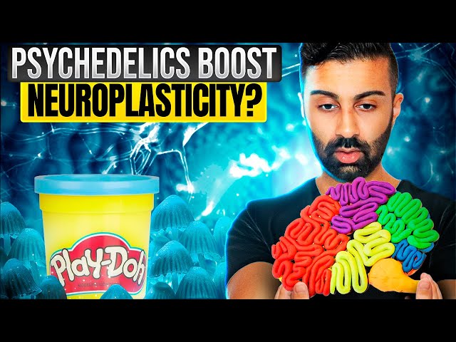 The Playdough of the Mind: How Psychedelics Boost Neuroplasticity