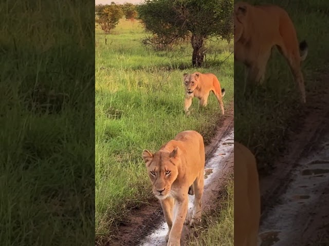 Kruger National Park | A Pride of Lions in South Africa | Retirement Travelers #shorts