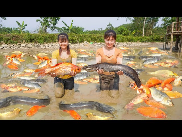 Come Help Phuong and Toan Harvest Lots Of Fish - Sell Fish | Take cassava and cook food for pigs
