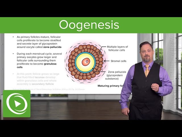 Oogenesis and Follicles – Embryology | Lecturio