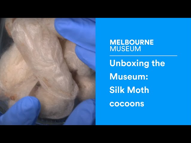 Unboxing the museum: Silk Moth cocoons