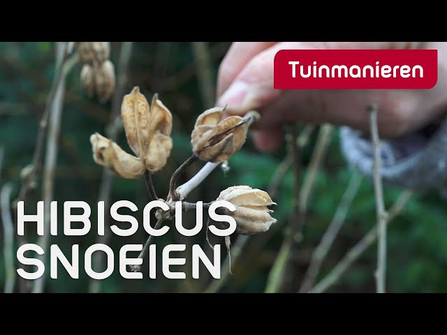 De Hibiscus, hoe snoei je de hibiscus? | Maart | Tuinmanieren
