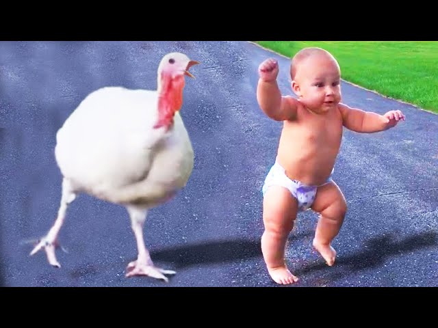 🔴 [NEW LIVE] - 30 minutes Funniest Babies Meeting Animals For The First Time 🐥 🐥🐥 II Cool Peachy