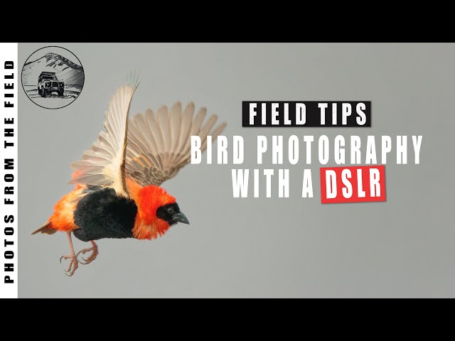 Challenges of Bird Photography with a DSLR