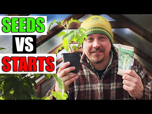 Direct Seeding vs Starter Plants - Which Is Better?