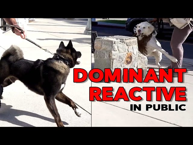 SOCIALIZE a DOMINANT REACTIVE DOG IN PUBLIC pt 1