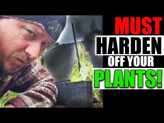 Damage From Not Hardening Off Explained Garden Quickie Episode 134