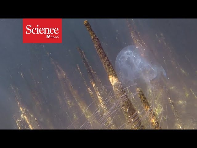 Box jellyfish stings kill—but how often?