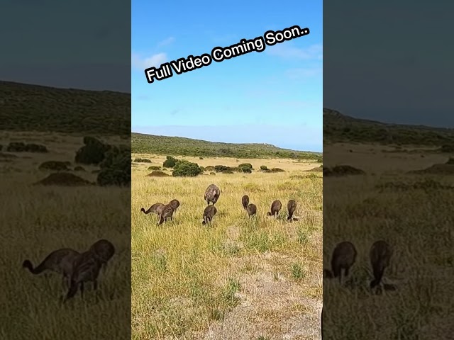 BABY Emus…SO CUTE!! ….Travelling Australia #shorts