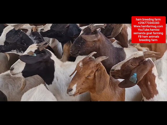 Required land or space for goat farming by hamiisi semanda +256773343283