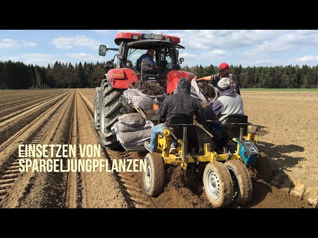 Spargelzeit Schrobenhausen: Einsetzen von Spargeljungpflanzen ins Feld