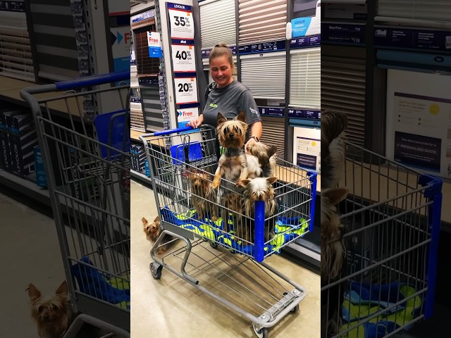 Puppy dogs! At Lowe’s! ❤️🐶 #yorkies #breeder #dogs #lowes