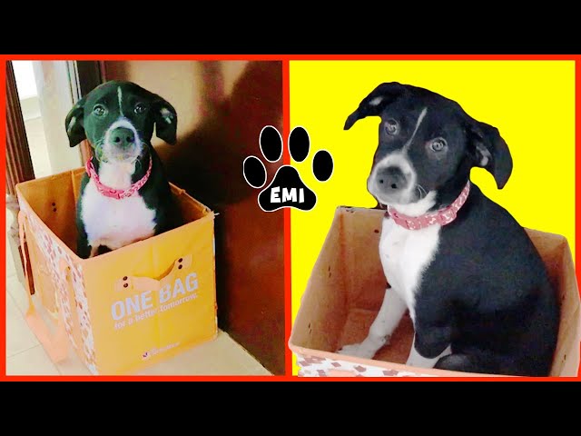 Cute Puppy Emi wants to be recycled! (English Pointer Pup) - Emis World Funny Dog Videos