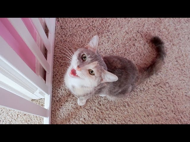 Cute Kitten Thinks It's A Dog! - Cat To Dog Surprise Introduction