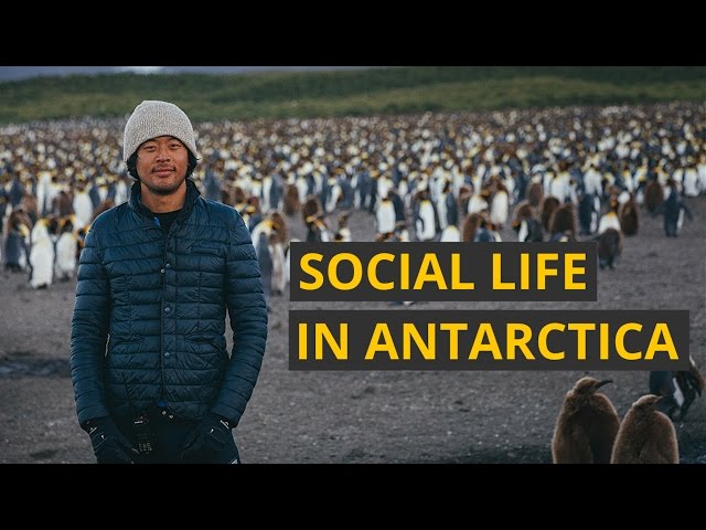 The secret social life of Antarctica
