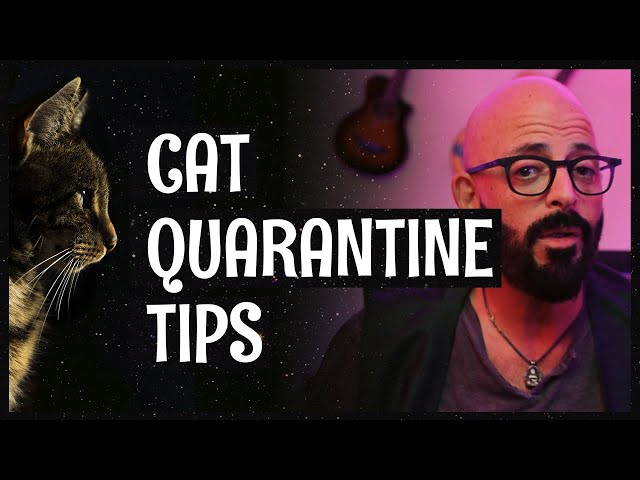 How to deal with and enjoy quarantine with your cats during COVID-19