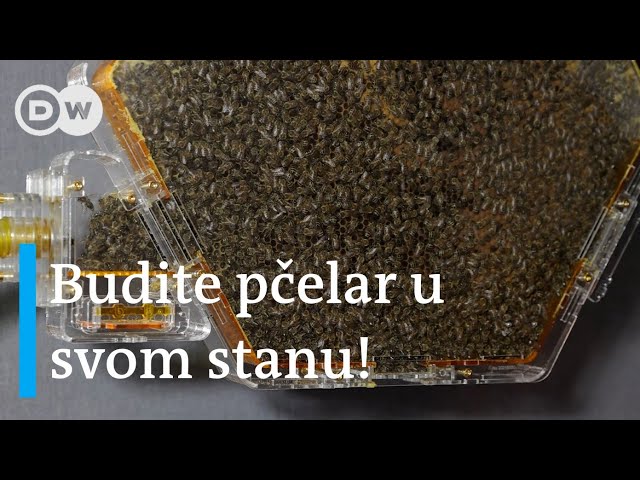 Evropa u 13 minuta: pčelarstvo u dnevnoj sobi