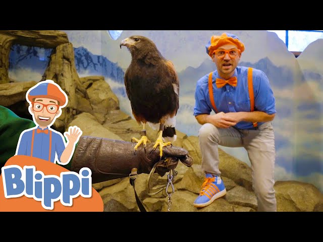 Blippi Feeds And Plays With Animals At The Zoo! | Educational Videos For Kids