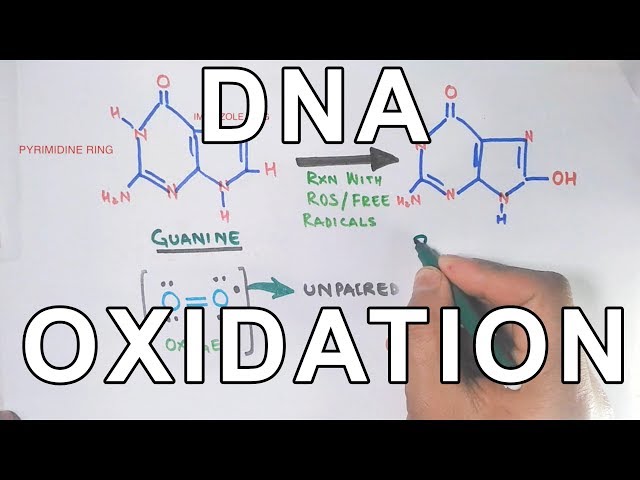 DNA Oxidation | DNA Damage by ROS