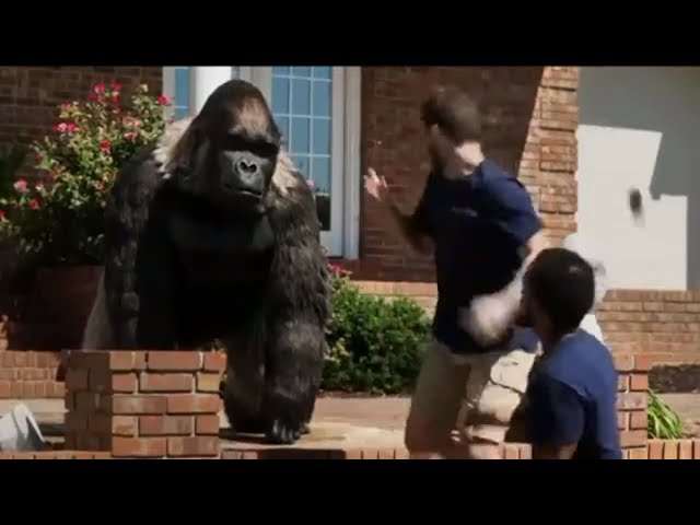 Gorilla Glue Meme - Original Commercial