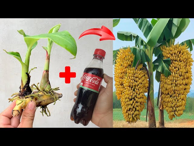 SUPER SPECIAL TECHNIQUE for propagating bananas with coca-cola and aloe vera, super fast growth
