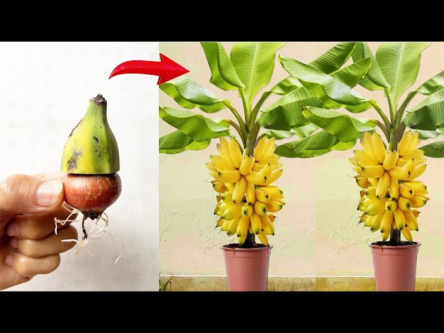 Unique technique of propagating bananas with onions. 100% success rate
