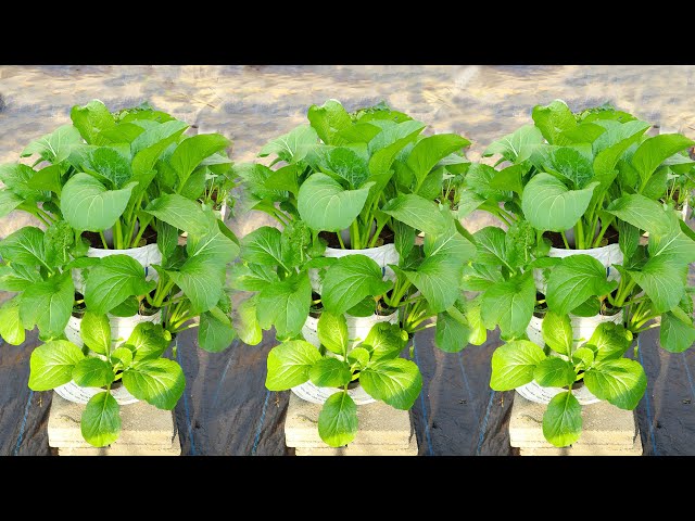 Vegetable garden ideas for narrow spaces at home