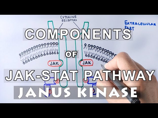 Components of JAK-STAT Pathway | JANUS KINASE & STAT