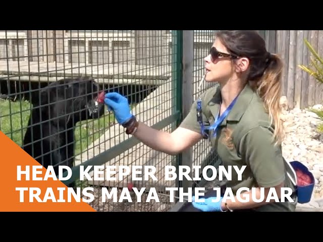 Head Keeper Briony Trains Maya The Jaguar