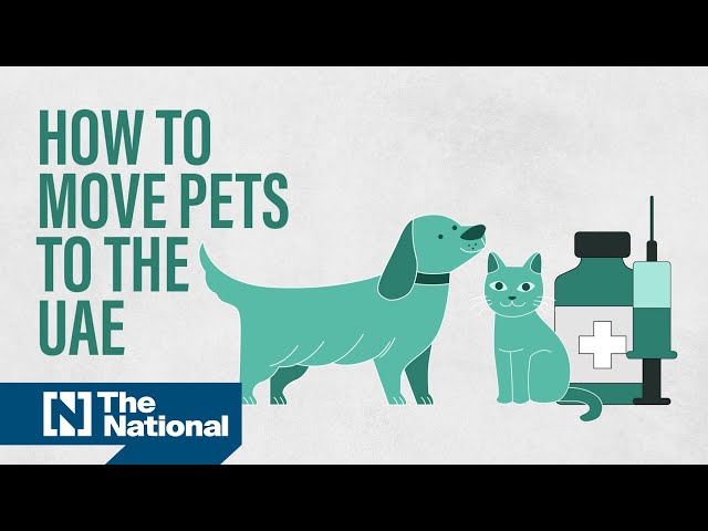 How to move your pets to the UAE