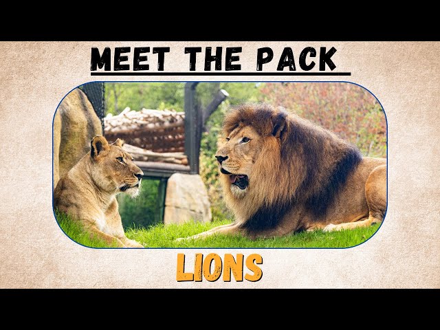 Meet the pack: Lions