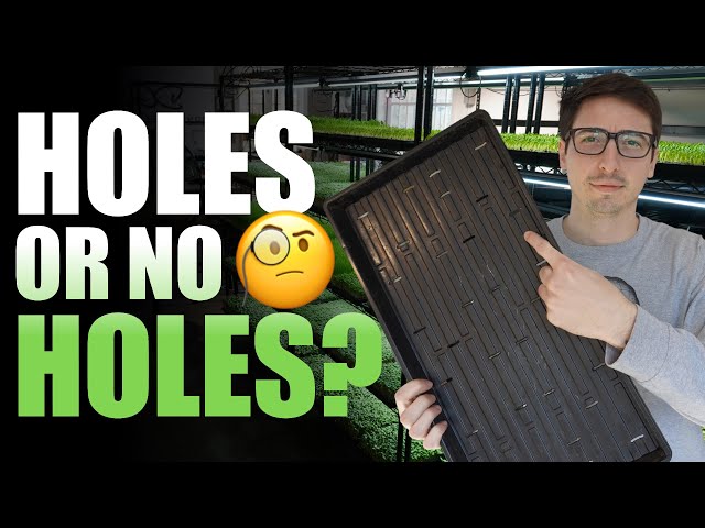 Do Microgreen Trays Need Holes?