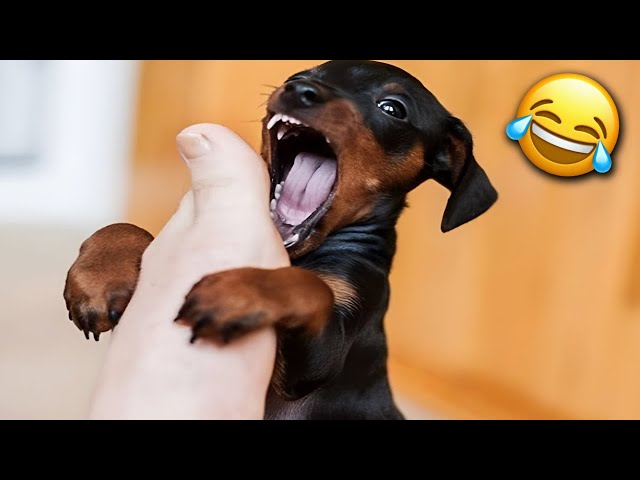 Funniest Dogs & Cats for 1 Hour😂 Hilarious Animals 2023🐶🐱
