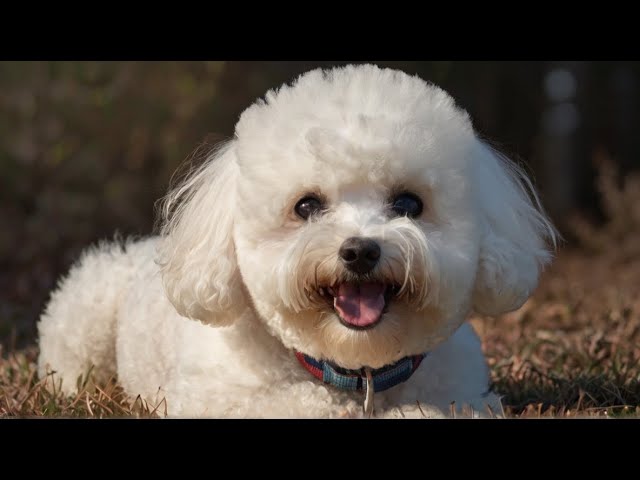 Tails of Breed - Bichon Frise