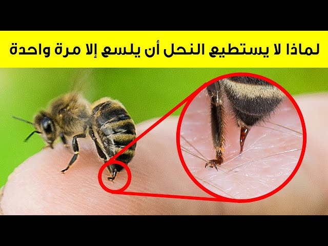 لماذا لا يبقى النحل على قيد الحياة بعد لدغك (وحقائق حيوانية أخرى)