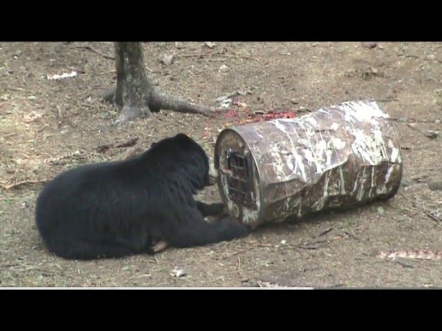 50 BEARS HUNTING KILL SHOT COMPILATION
