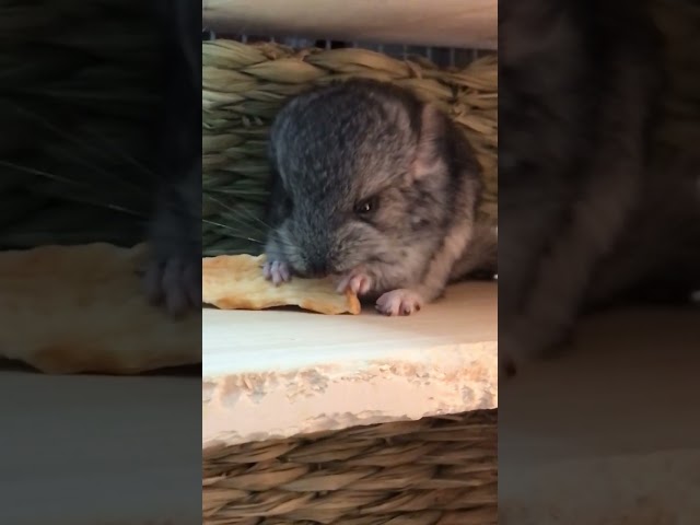 Baby Chinchilla (four day old) is eating an apple 🍏 slice.
