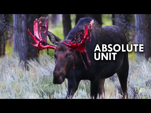 Moose are Absolute Units