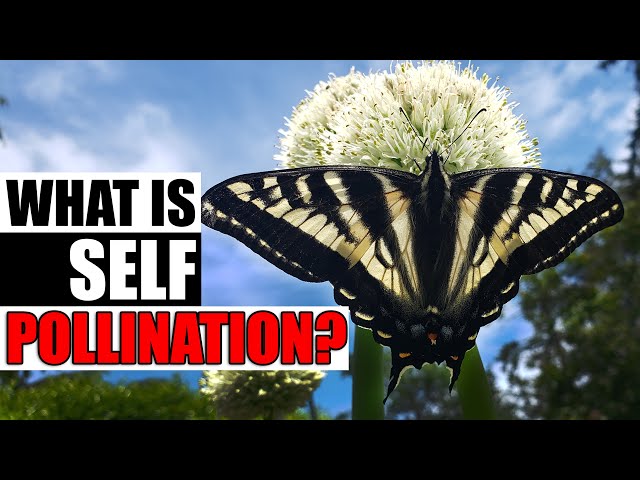 Self Pollination, What Is It? - Garden Quickie Episode 88